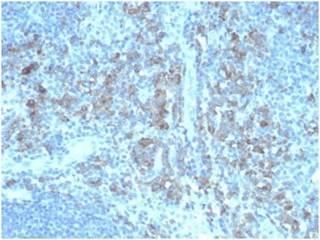 Anti-CD5L / CD5 Ligand, clone CD5L/4420