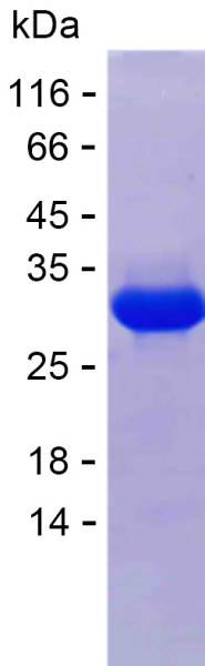 Recombinant Human RBM46 Protein