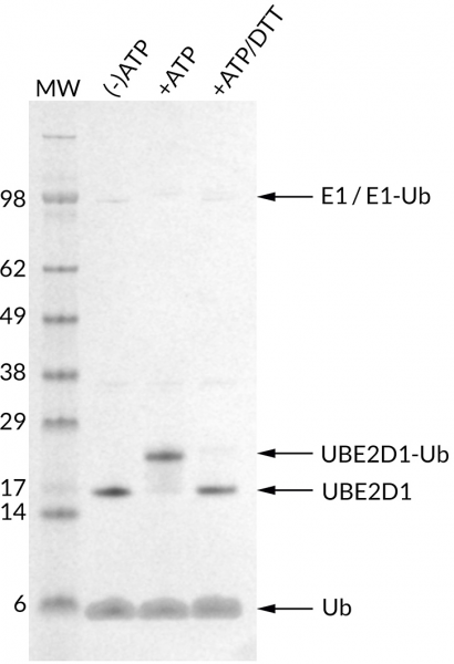 UbcH5a [UBE2D1] (human) (rec.) (untagged)