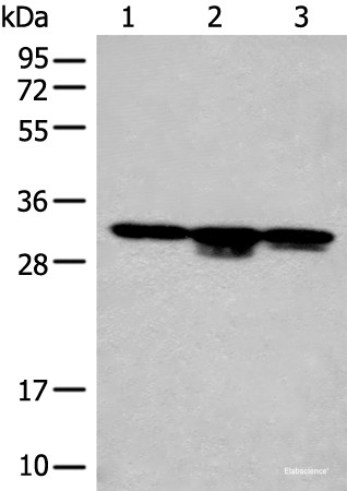 Anti-CA7