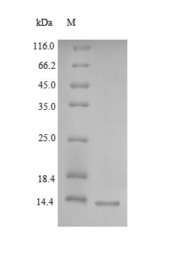 Lymphocyte antigen 6H (LY6H), human, recombinant