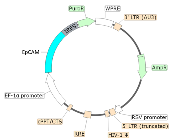 EpCAM Lentivirus