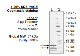 Histone H3/H4 Tetramer (full length), His-tag