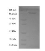 Docking protein 1 (DOK1), human, recombinant