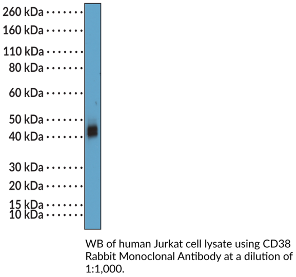 Anti-CD38 Rabbit Monoclonal Antibody (RM388)