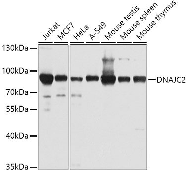 Anti-DNAJC2