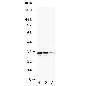 Anti-CUEDC2