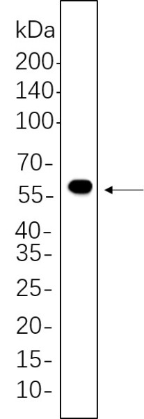 Anti-Recombinant DFNA5/GSDME, clone 3G8