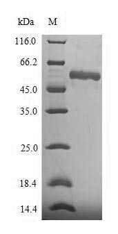 Asporin (ASPN), human, recombinant