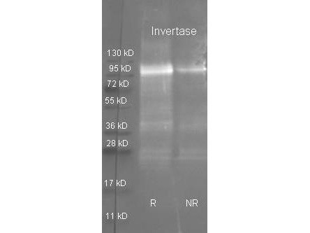 Anti-Invertase (Candida Species)