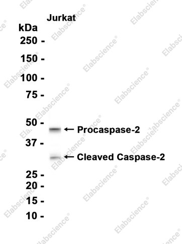Anti-Recombinant Caspase-2, clone C112698