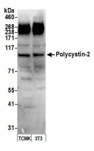 Anti-Polycystin-2