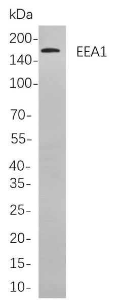Anti-Recombinant EEA1, clone 1F9