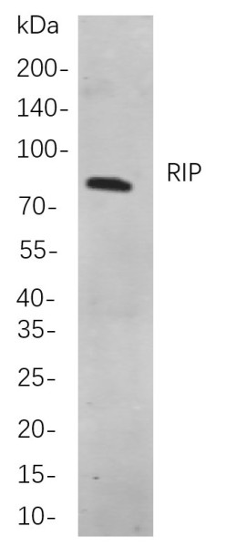 Anti-Recombinant RIP, clone 6G10