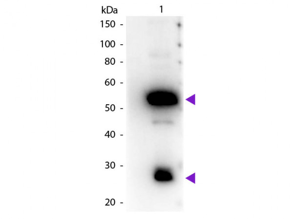 Anti-Guinea Pig IgG (H&amp;L) [Rabbit] Peroxidase conjugated