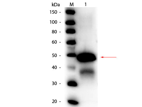 Anti-OVALBUMIN (Hen Egg White), Peroxidase Conjugated