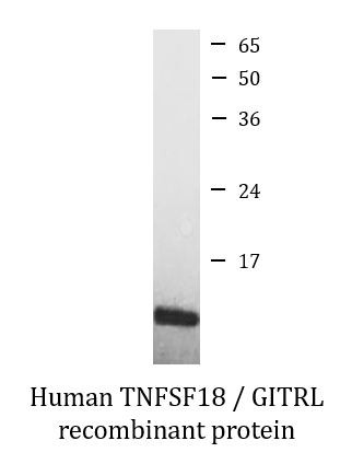 Human TNFSF18 / GITRL recombinant protein (Active)