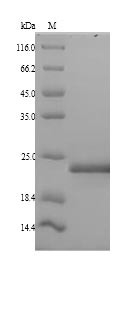 Mediator of DNA damage checkpoint protein 1 (MDC1), partial, human, recombinant