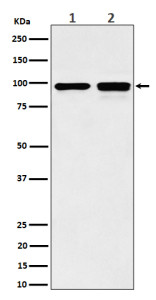Anti-MCM6 / Minichromosome maintenance complex component 6, clone 30M83