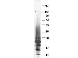 Anti-Swine IL-13