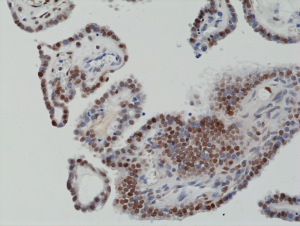 Anti-c-Fos (human), Rabbit Monoclonal (RM374)