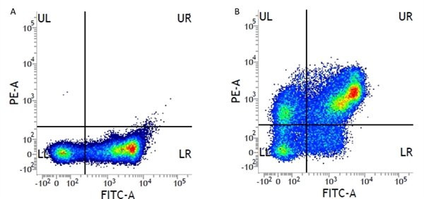 Anti-CD31 (RPE), clone WM59