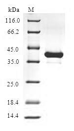 Hemoglobin subunit zeta (HBZ), human, recombinant