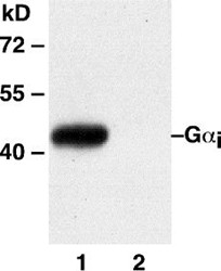 Anti-G.alpha.i, monoclonal