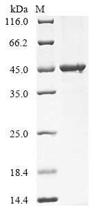 Fragilysin (btfP), Bacteroides fragilis, recombinant
