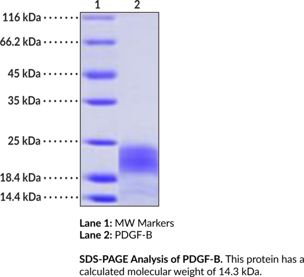 PDGF-B (human, recombinant)