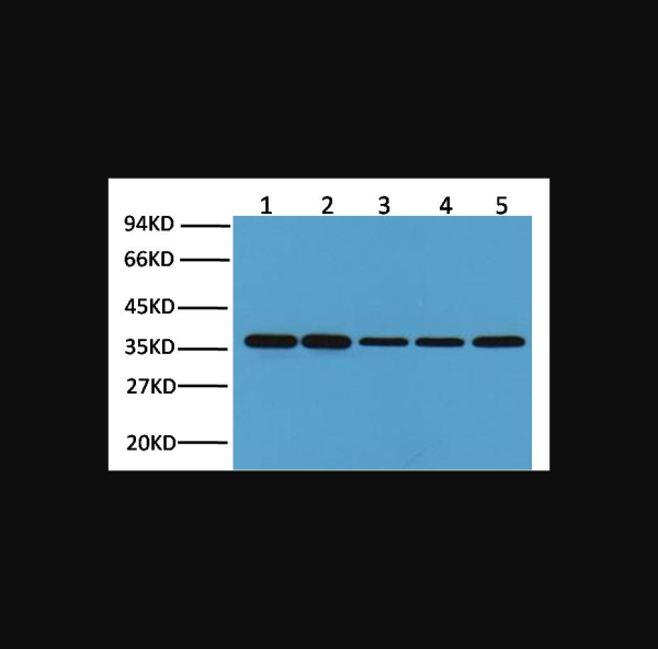 Anti-GAPDH, monoclonal
