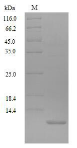 Accessory gland-specific peptide 70A (SP), Drosophila melanogaster, recombinant