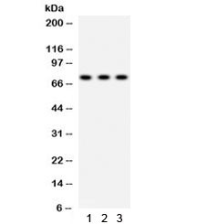 Anti-SP2