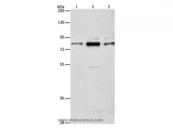 Anti-ARHGEF7