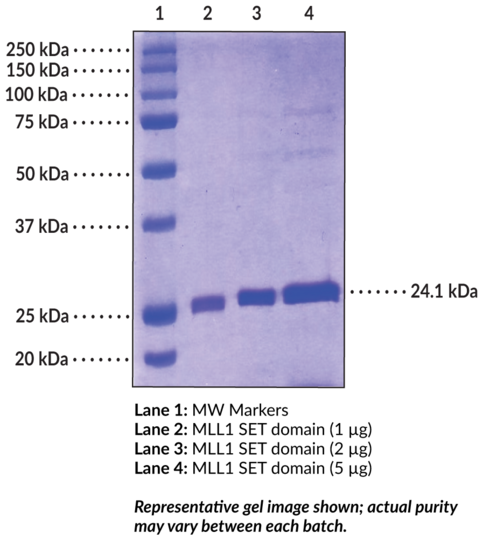 MLL1 (human recombinant)