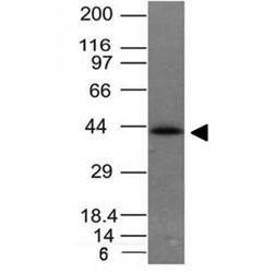 Anti-EpCAM, clone EGP40/837