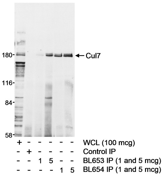 Anti-Cul7