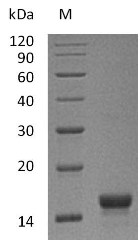Kit ligand (Kitlg), partial (Active), mouse, recombinant