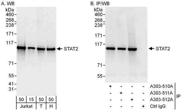 Anti-STAT2