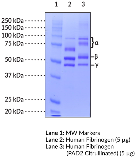 Human Fibrinogen (PAD2 Citrullinated)