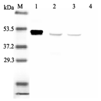 Anti-IDO (human), clone ID 177