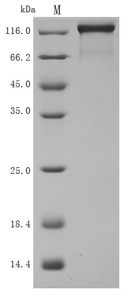 Semaphorin-4D (SEMA4D), partial (Active), human, recombinant