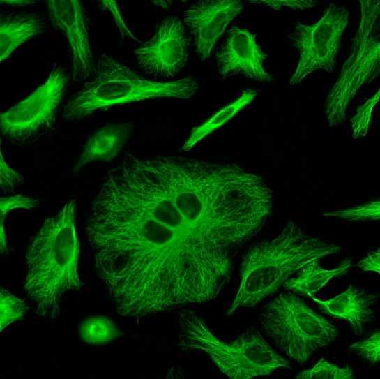 ReadiLink(TM) Rapid iFluor(R) 488 Antibody Labeling Kit *Production Scale*