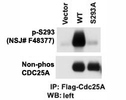 Anti-phospho-CDC25A (Ser293)