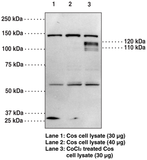 Anti-HIF-1alpha (C-Term)