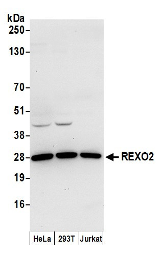 Anti-REXO2