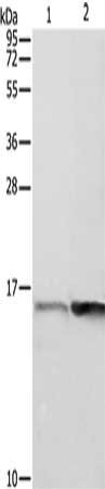 Anti-PFN1
