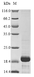 Antileukoproteinase (SLPI), human, recombinant