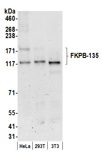 Anti-FKBP-135