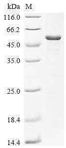 Multidrug resistance protein K (emrK), partial, recombinant Escherichia coli